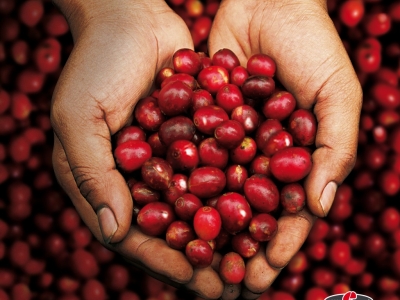 Quieres entender de Café?